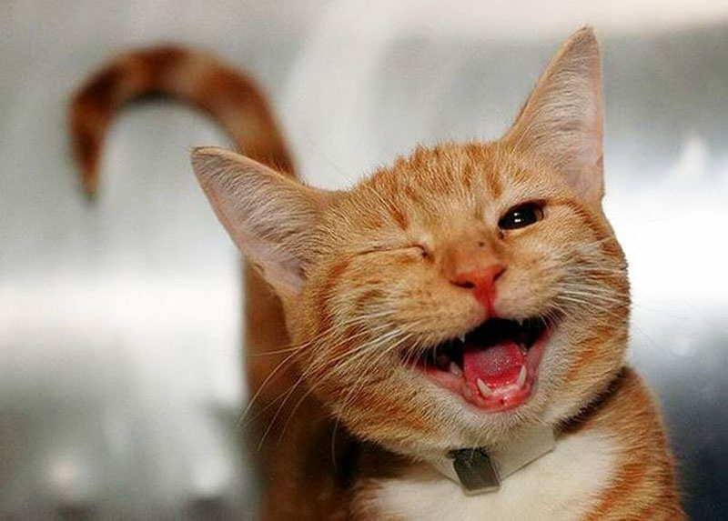 gatito